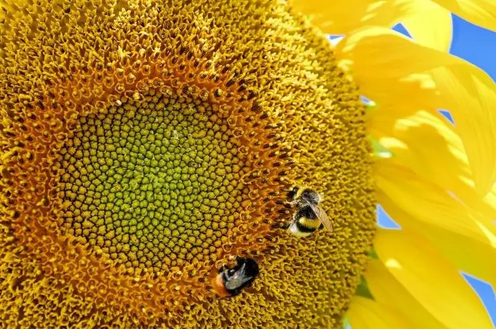 a close up of a sunflower