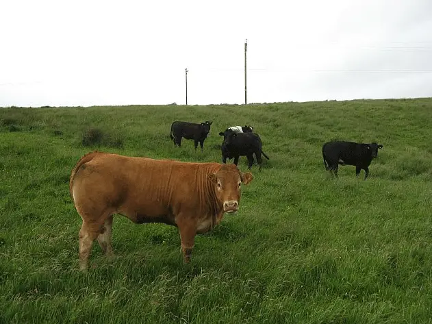 a group of cows in a field