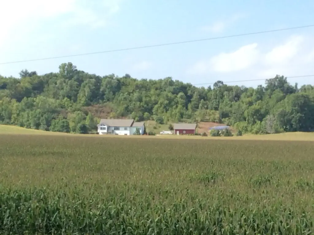 a field of corn with houses in the background