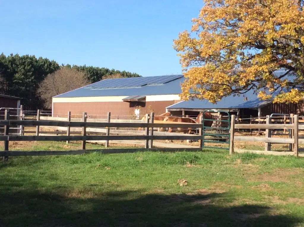 a horse in a fenced in area